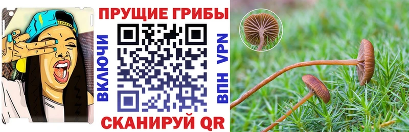 купить Вытегра Галлюциногенные грибы мицелий
